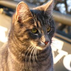 Blanding af racer Bodil