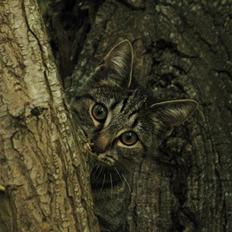 Blanding af racer Marie