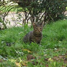 Blanding af racer Marie