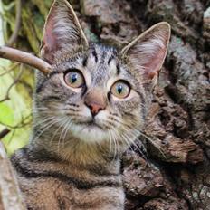 Blanding af racer Marie