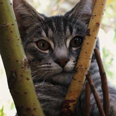 Blanding af racer Beliouze