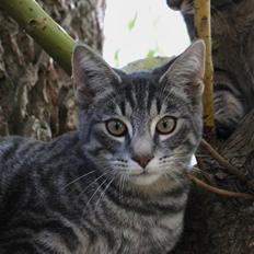 Blanding af racer Beliouze