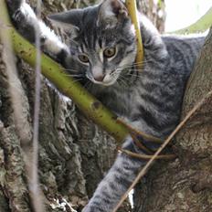 Blanding af racer Beliouze