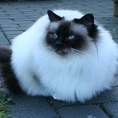 Hellig Birma DK Wehnerts Indian Summer