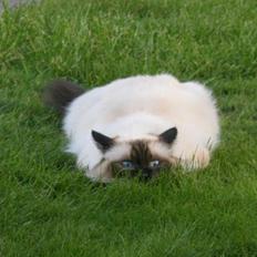 Hellig Birma DK Wehnerts Indian Summer