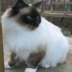 Hellig Birma DK Wehnerts Indian Summer