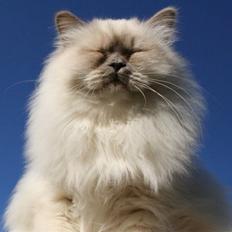 Hellig Birma DK Wehnerts Dundee Gizmo