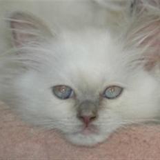 Hellig Birma DK Wehnerts Dundee Gizmo