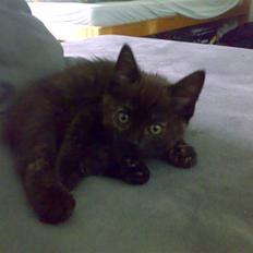 Blanding af racer Bandit(død)