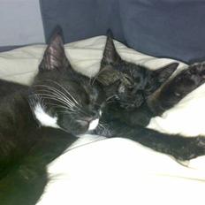 Blanding af racer Bandit(død)