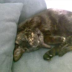 Blanding af racer Bandit(død)