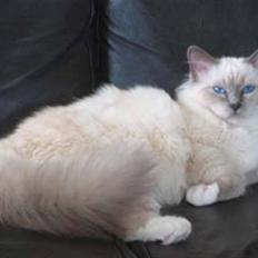 Hellig Birma Nicki * død 2007 *