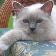 Hellig Birma Nicki * død 2007 *