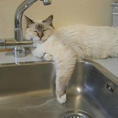 Hellig Birma Milou * død 2007 *