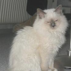 Hellig Birma Bianca * død 2006 *