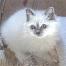 Hellig Birma Bianca * død 2006 *