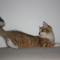 Norsk Skovkat Anastasia 