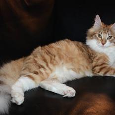 Norsk Skovkat Anastasia 