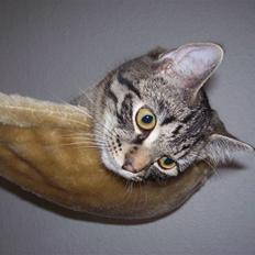 Blanding af racer Tvebakke II