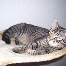 Blanding af racer Tvebakke II