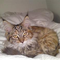 Maine Coon Fiffi