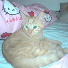 Blanding af racer Momiji