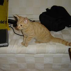 Blanding af racer Momiji