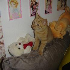 Blanding af racer Momiji