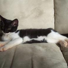 Blanding af racer Frede