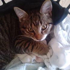 Huskat Laban (nyt hjem)