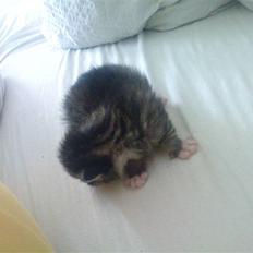 Huskat Laban (nyt hjem)