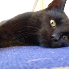 Huskat Gizmo - Er på nyt hjem