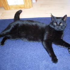 Huskat Gizmo - Er på nyt hjem