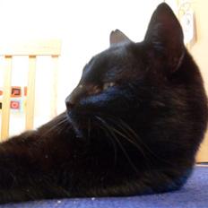 Huskat Gizmo - Er på nyt hjem