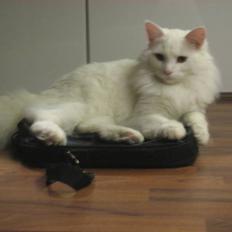 Norsk Skovkat Gustaf