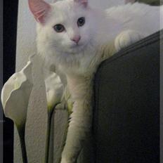 Norsk Skovkat Gustaf