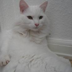 Norsk Skovkat Gustaf