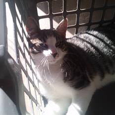 Huskat Pelle (nyt hjem)