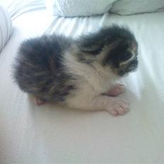 Huskat Pelle (nyt hjem)