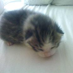 Huskat Pelle (nyt hjem)