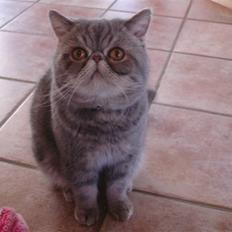 Exotic Faquis von Barkentin DK