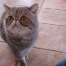 Exotic Faquis von Barkentin DK