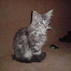 Maine Coon DK Skovlycoon Dragon