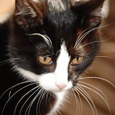 Blanding af racer "Kit-kat"