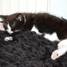 Blanding af racer "Kit-kat"