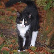 Blanding af racer "Kit-kat"