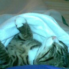 Blanding af racer Junior