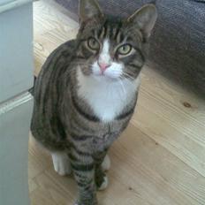 Blanding af racer Junior