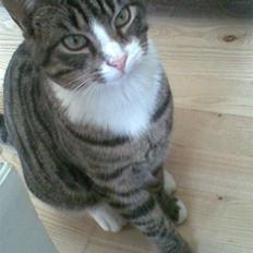 Blanding af racer Junior