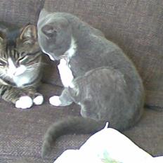 Blanding af racer MIni